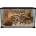 Reptiplanet REPTI PLANET стъклен терариум 50, 5×30, 5x25 см, Чехия 007-60185