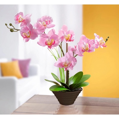 Die moderne Hausfrau Die moderne Hausfrau Dekoračná orchidea