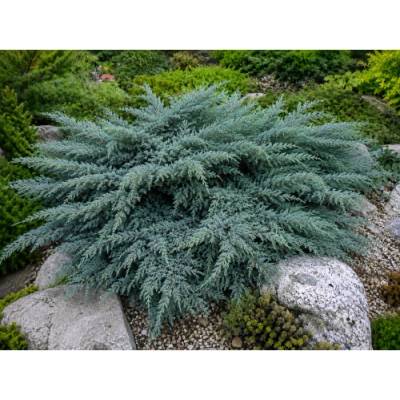 Borievka prostredná (Juniperus × media) ´PFITZERIANA GLAUCA´ - výška 20-30 cm ⌀ 20-30 cm , kont. C3L