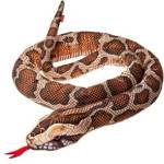 BEPPE Realistic plush snake mascot Burmese Python 180cm 14107