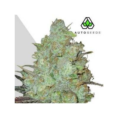 Auto SeedsGranddaddy Purple Auto semena neobsahují THC 3 ks