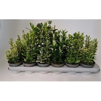 Euonymus japonicus mix 9x20 cm