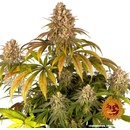 Barney's Farm Lemon Tree semena neobsahují THC 3 ks