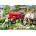 Alipson Puzzle - Puzzle At the Farm - 1 000 piese