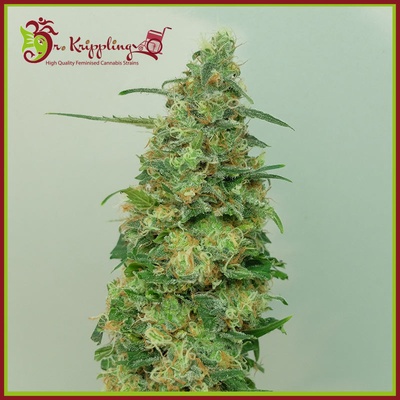 Dr. Krippling Seeds Chemdog Millionaire semena neobsahují THC 5 ks