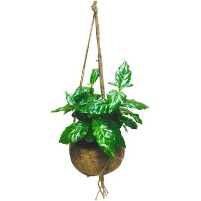 Gardners Coffea arabica (M) Kávovník arabský