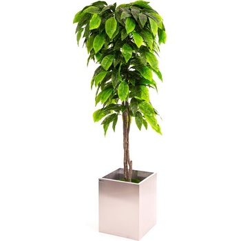 Orech zelený 200 cm