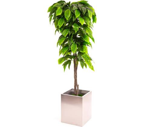 Orech zelený 160 cm