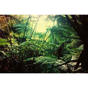 DIMEX ART Флизелинов фототапет джунгла в хавай 375 x 250 см