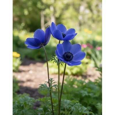 Sasanka věncová 'Mr.Fokker' 15 ks – Sleviste.cz