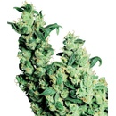Sensi Seeds Jack Herer semena neobsahují THC 10 ks