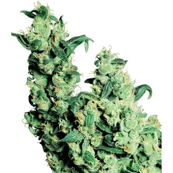Sensi Seeds Jack Herer semena neobsahují THC 10 ks