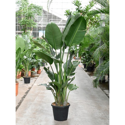 Strelitzia nicolai 40x220 cm