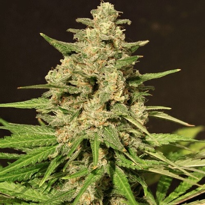 Cream Of The Crop Hybrid X semienka neobsahujú THC 10 ks
