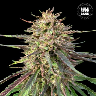 Bulk Seed Bank Auto CBD Guerilla Glue semienka neobsahujú THC 100 ks
