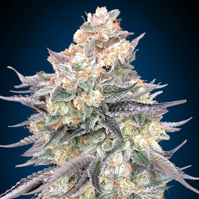 00 Seeds Bank Blue Dream semienka neobsahujú THC 3 ks