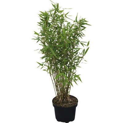 Bambus záhradný Fargesia murielae 'Panda' výška 60-80 cm kvetináč 6 l