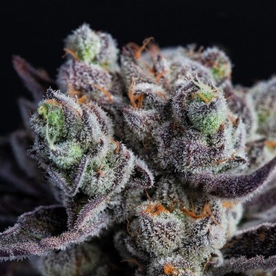 Anesia Seeds Blackberry Moonrocks semienka neobsahujú THC 3 ks
