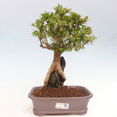 e-bonsai Venkovní bonsai - Berberis coreana - Dřištál korejský