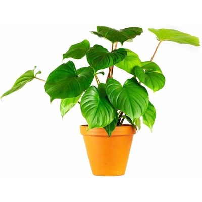 Gardners Homalomena rubescens Maggy, průměr 12-13 cm Homaloména