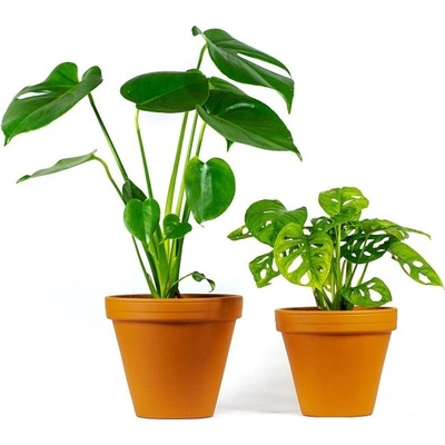 Gardners Set rostlin Duo Monstera Monstera