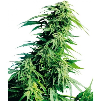 Sensi Seeds Hindu Kush semena neobsahují THC 10 ks