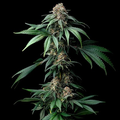 Barney´s Farm Mendo Breath semienka neobsahujú THC 10 ks
