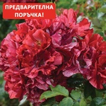 Delbard® Роза La Reine de la Nuit® - (Delbard)