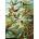 KS Games - Puzzle Haeckel: Hummingbirds - 1 500 piese