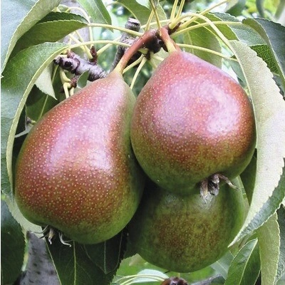 Hruška letná BIO terasová FloraSelf Bio Pyrus communis 'Dobrá Louisa' výška kmeňa 40 cm kvetináč 5 l