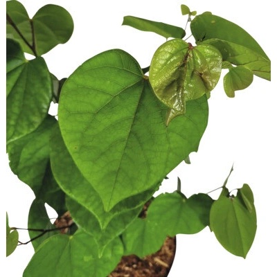 Judášovec čínsky Cercis chinensis 'Avondale' 40-60 cm kvetináč 5 l