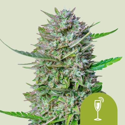 Royal Queen seeds Mimosa Automatic semena neobsahují THC 10 ks
