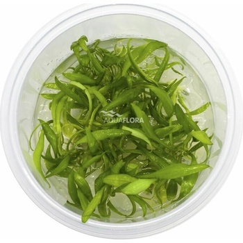 Cryptocoryne parva