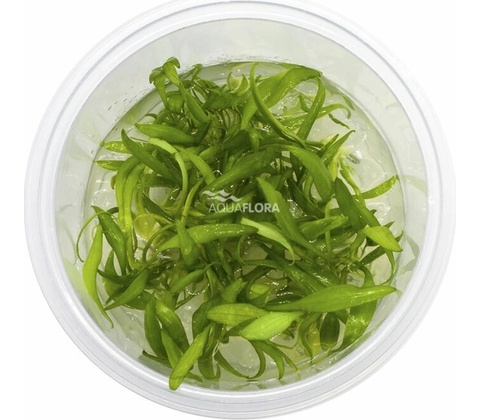 Cryptocoryne parva