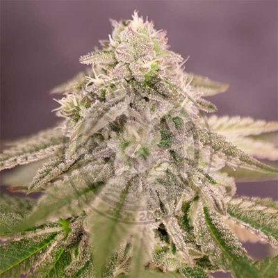 Delicious Seeds Bay Burger semienka neobsahujú THC 100 ks