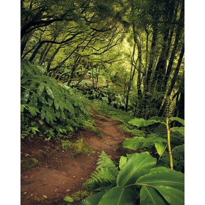 Komar Vliesová fototapeta The Path rozměry 200 x 250 cm