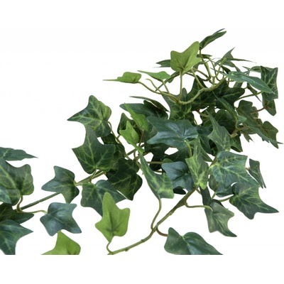 Divoký břečťan trs střední, 70 cm