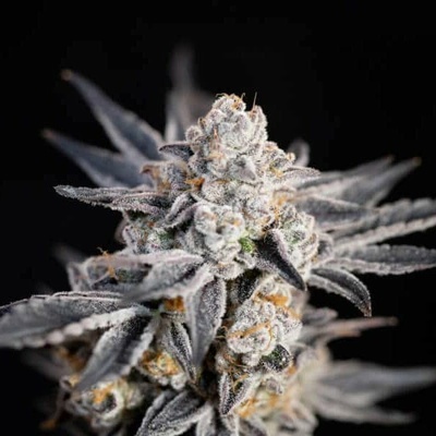 Expert Seeds Expert Gorilla Auto semienka neobsahujú THC 15 ks
