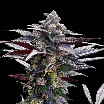 Silent Seeds Pink Sunset semena neobsahují THC 3 ks