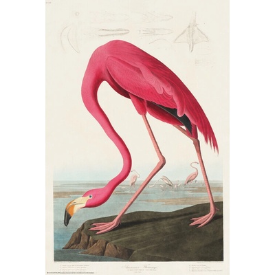 Plagát, Obraz - American Flamingo, John James Audubon, 61 × 91.5 cm