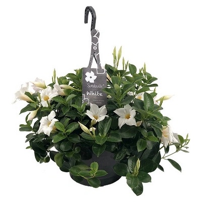Mandevilla Sund. biela v závesnom kvetináči 25x30 cm