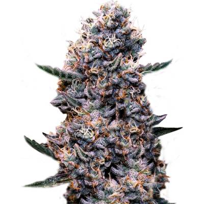 Super Strains Do-Si-Dos Auto semena neobsahují THC 3 ks