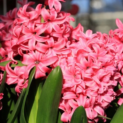 Hyacint Pink Pearl Hyacinthus L. cibule hyacintu 1 ks