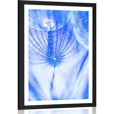 Plakát s paspartou pampeliška v modrém provedení - 40x60 no frame