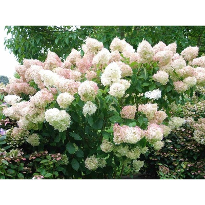 Hortenzia metlinatá Phantom, výška 20-30 cm, kvetináč 2 l