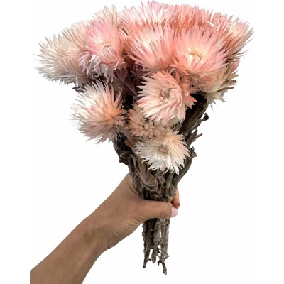 Helichrysum vestitum, slaměnka světle růžová, svazek 45g