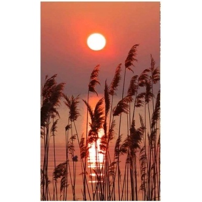 DIMEX MS-2-0089 Vliesová fototapeta na zeď Rákos na jazere, rozmery 150 x 250 cm
