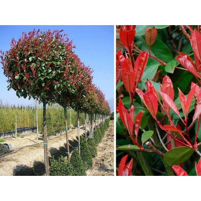 Červienka Red Robin na 170-190cm kmienku, výška 260-350cm, obvod kmeňa 8-10cm , C25-35 l