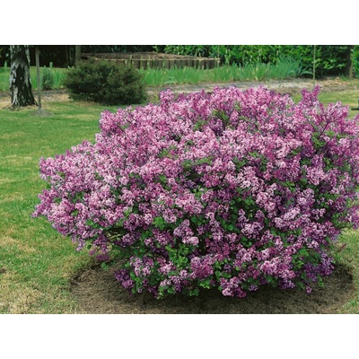 Orgován meyerov Palibin., výška 20-30 cm, kvetináč 2 l