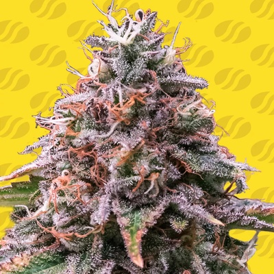Original Sensible Seeds Strawberry Pie Auto semienka neobsahujú THC 10 ks